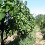 Agricoltura